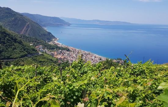 uva zibibbo bagnara 6 bd176dd2 - Meraviglie di Calabria - 1