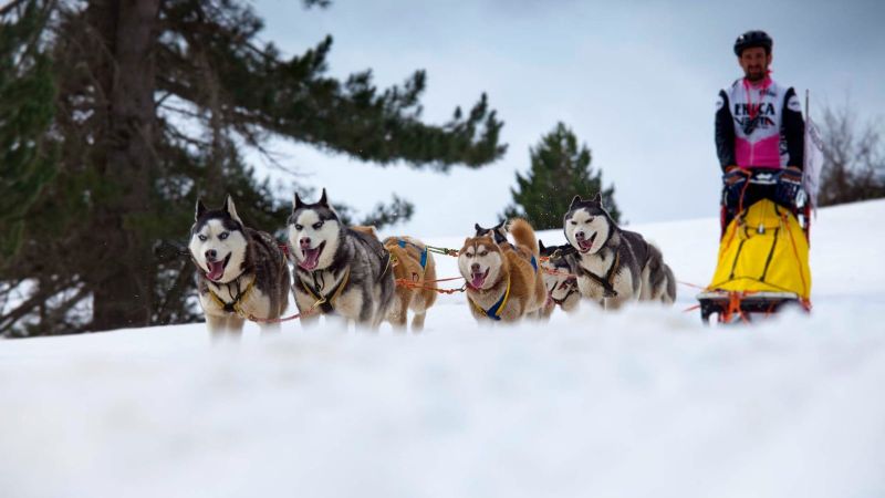 Sila Dog on the Snow 11 be013598 - Weekend in Sila, a Carlomagno arriva Dogs on the Snow - 1 Weekend in Sila, a Carlomagno arriva Dogs on the Snow