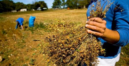 Slow Food lenticchia di Mormanno ph Paolo Andrea Montanaro cover be9388d5 - Meraviglie di Calabria - 17