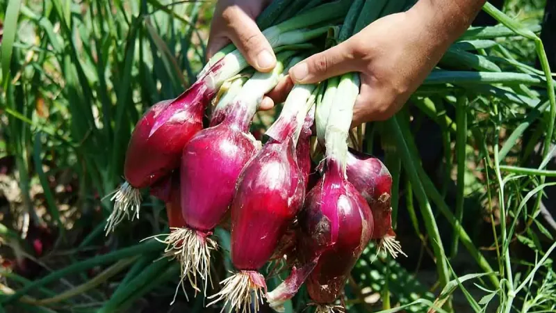 cipolla rossa tropea igp mani be71272e - Cipolla Rossa di Tropea Calabria Igp, «una storia di successo» - 1 Cipolla Rossa di Tropea Calabria Igp, «una storia di successo»