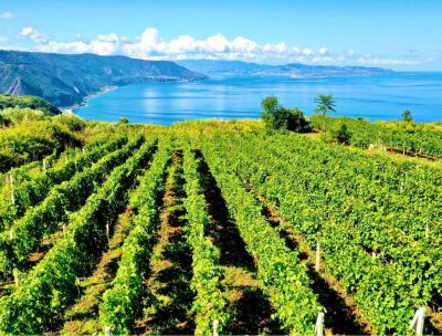 Vitigni antichi e produzioni bio, l’attualità dei vini calabresi