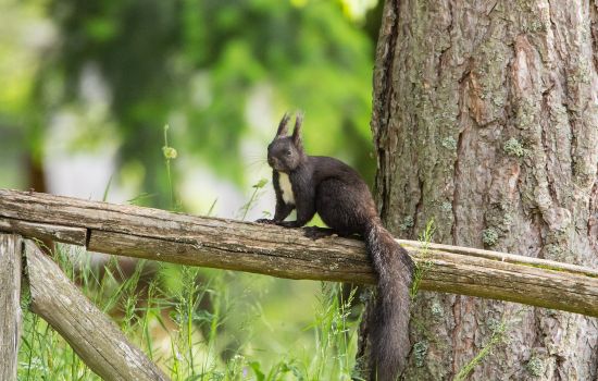 Scoiattolo nero Giganti della Sila 9 bf7544c8 - Meraviglie di Calabria - 5