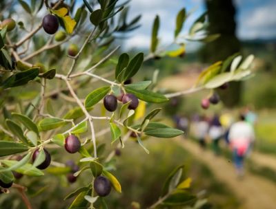 Oleoturismo, da Cotronei il lancio di un modello per la Calabria