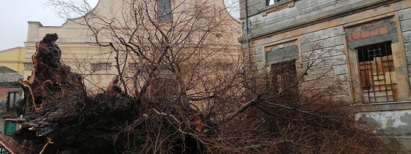 Vita e morte dell’Olmo di San Lorenzo. E se rinascesse Gerasimo?