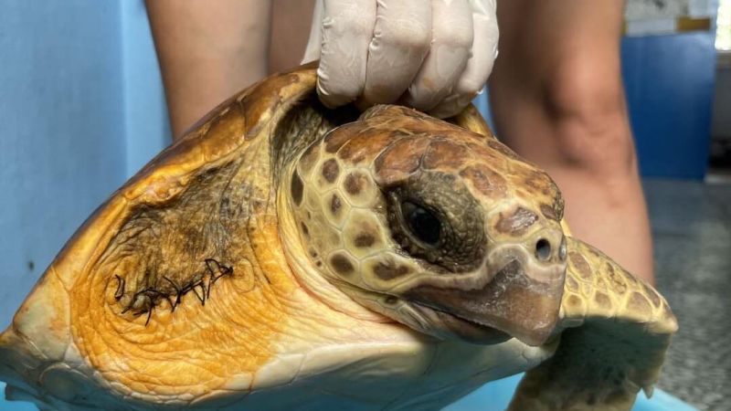 «Nimes», la tartaruga costretta a nuotare in un mare di plastica