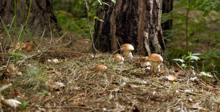 Funghi porcini 1 scaled c11e0476 - Meraviglie di Calabria - 34
