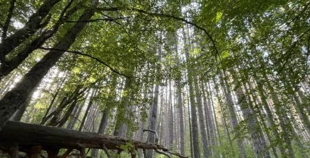 Giganti della Sila Foto Fabio Zimbo c1d0ab9b - Meraviglie di Calabria - 7