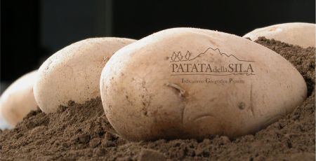 La Patata riposa Sila