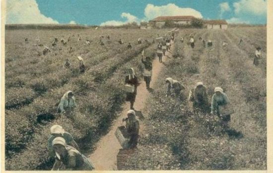 La raccolta del gelsomino a Brancaleone in una cartolina depoca c2152041 - Meraviglie di Calabria - 1