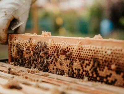 Miele, la Calabria traina la produzione italiana con 2.300 tonnellate annue