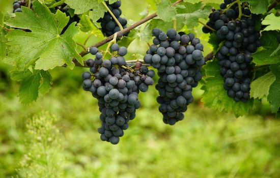 grapes 2 c223dcd3 - Meraviglie di Calabria - 1