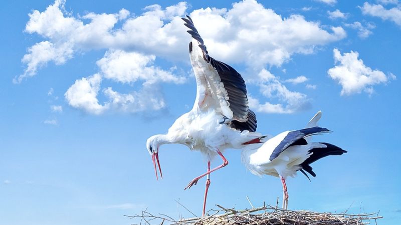 storks 838424 1280 c3182eec - Oasi Lago Angitola, avvistate cicogne bianche e nere - 1 Oasi Lago Angitola, avvistate cicogne bianche e nere