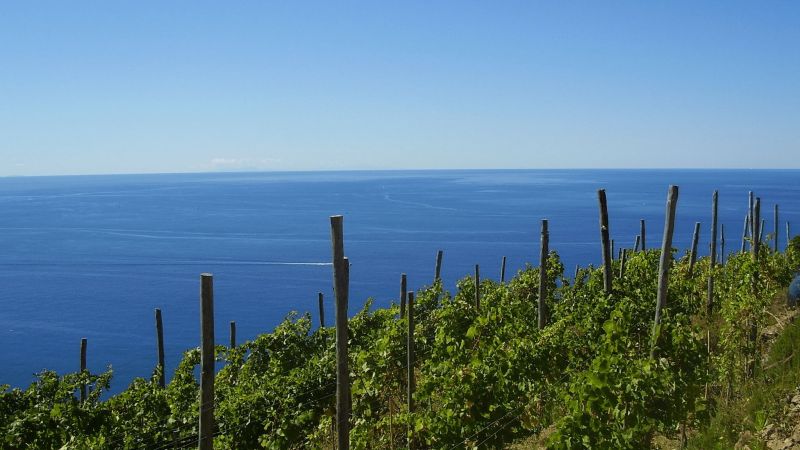 Viticoltura eroica, la Calabria al Mondial des vins extremes 2025