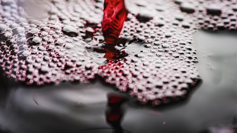 wine 7467085 1280 c3d9a00e - Vini Arbëreshe, per l’edizione 2025 avranno l'etichetta simbolica - 1 Vini Arbëreshe, per l’edizione 2025 avranno l’etichetta simbolica