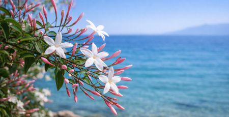 Mare gelsomino ChatGPT Image 28 gen 2026 17 27 35 c4ebde77 - Meraviglie di Calabria - 11