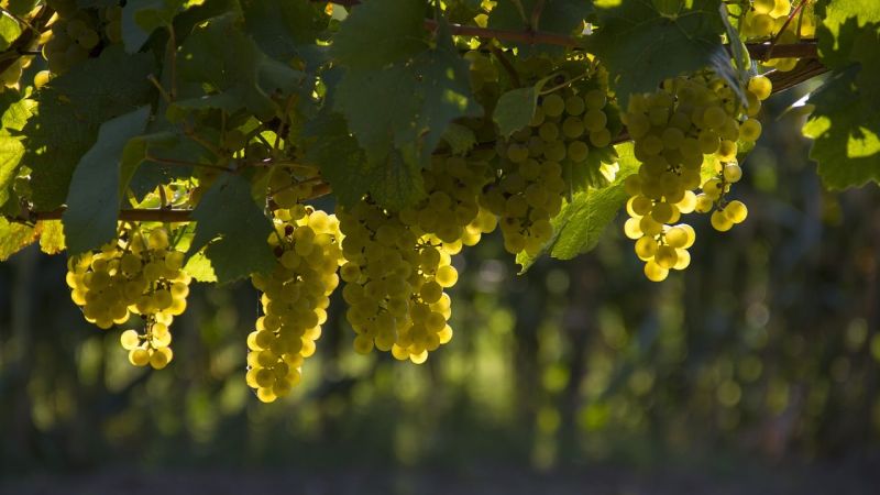 uva vigneto cover c409b57b - Doc Costa degli Dei, la vera sorpresa dell'edizione 2025 del Vinitaly - 1 Doc Costa degli Dei, la vera sorpresa dell’edizione 2025 del Vinitaly