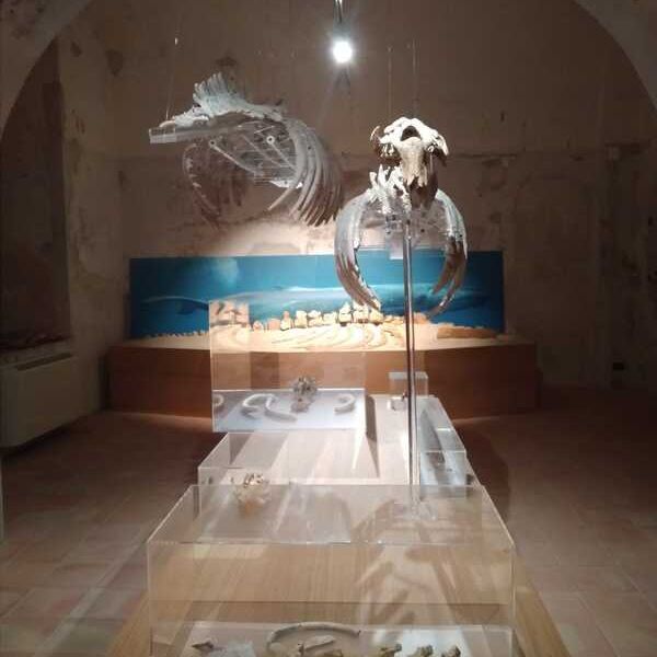 Museo del mare di Tropea, un nuovo tassello per ridisegnare il paleoambiente del Mediterraneo