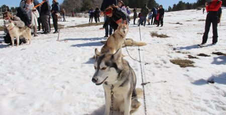 Sila neve sleddog 1 c5a4dce3 - Meraviglie di Calabria - 9
