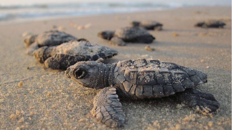 schiusa delle uova della tartaruga marina e1562337493122 c5fe19b0 - Sulla spiaggia di Cassano All'Ionio nate 63 tartarughe Caretta-Caretta - 1 Sulla spiaggia di Cassano All’Ionio nate 63 tartarughe Caretta-Caretta