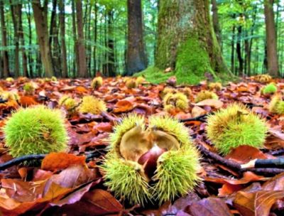 La castagna calabrese: bosco, tradizione e buona tavola