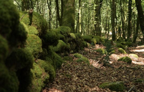 Aspromonte AnticheMuraRomane 6 c636a568 - Meraviglie di Calabria - 15