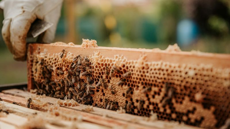 Miele, la Calabria traina la produzione italiana con 2.300 tonnellate annue