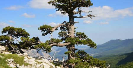 Pollino pino loricato ph Parco Pollino c63556ae - Meraviglie di Calabria - 17