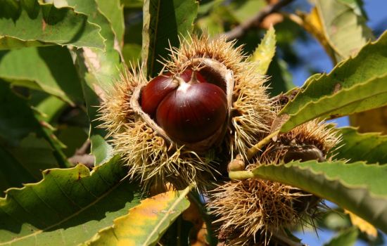 castagne c65b2e94 - Meraviglie di Calabria - 1