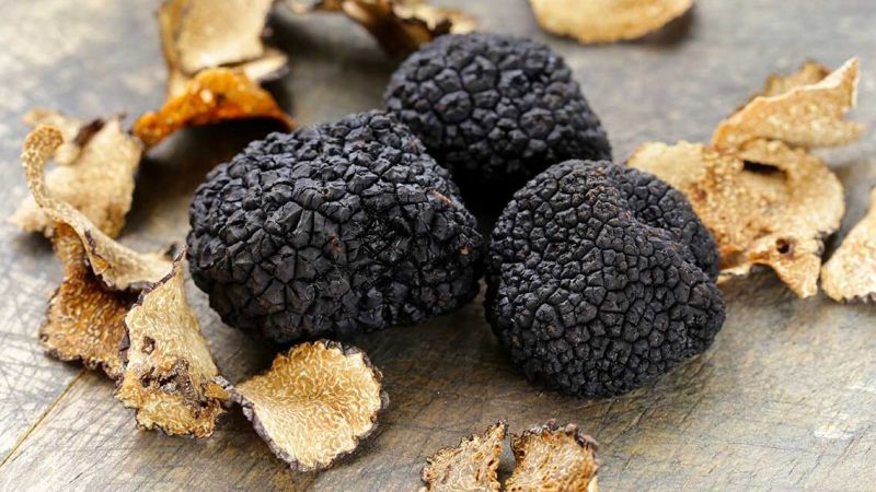 citta del tartufo e1712309959463 c6854b7c - Tartufo Nero di Calabria, in un volume la sua storia - 1 Tartufo Nero di Calabria, in un volume la sua storia