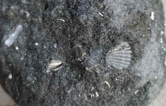 fossile e1706142286922 c688a7e2 - Meraviglie di Calabria - 1