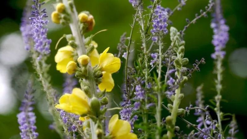 Piante officinali a rischio, la Calabria tra le buone pratiche d’Italia