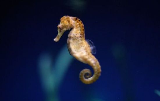 Ippocampo