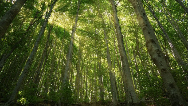 Faggeta 5 c8ad1d9f - Pollino, i segreti delle Faggete patrimonio Unesco - 1 Pollino, i segreti delle Faggete patrimonio Unesco