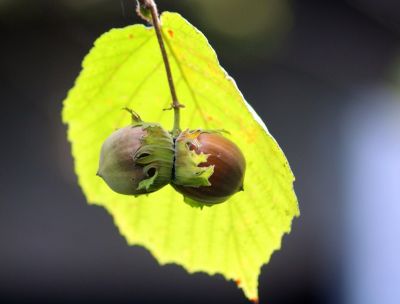 Tonda di Calabria bio, un piccolo frutto dalla grande storia