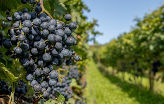 Uva vigneto c988fadd - Meraviglie di Calabria - 1