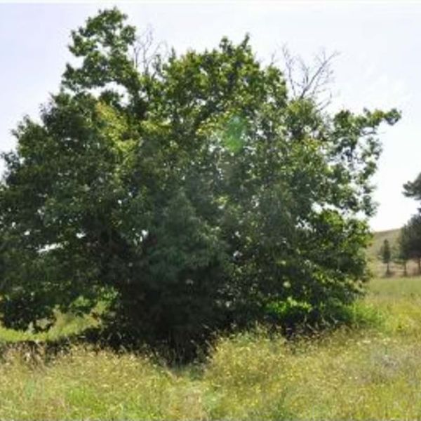 Alberi come monumenti: c’è anche il Castagno di San Francesco da Paola