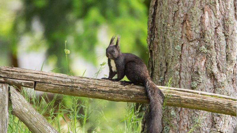 Parco della Sila, tecnologia avanzata per monitorare specie e habitat