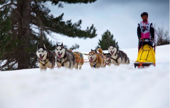 Sila Dog on the Snow 11 cb2346fa - Meraviglie di Calabria - 1