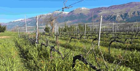 vigneti Pollino Enoico vigna Ferrocinto 1 1 scaled cb1b2392 - Meraviglie di Calabria - 31