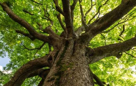 copertinagiornata alberi natura cc8e3566 - Meraviglie di Calabria - 9