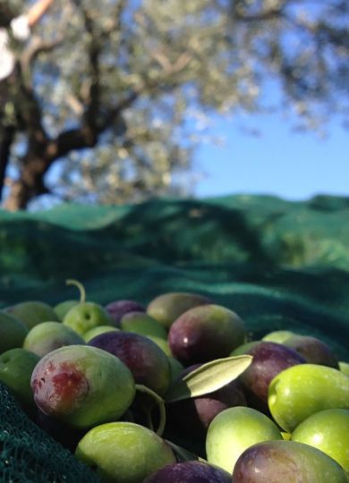oli categoria meraviglie calabria cddd4176 - Olio extravergine d’oliva Principe D’Aquino latta da 5l - Oleificio Manfredi - 2 oli categoria meraviglie calabria cddd4176 - Meraviglie di Calabria - 1