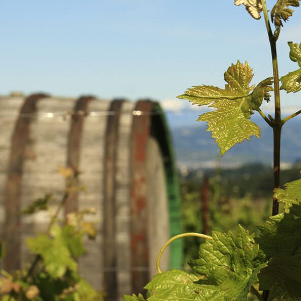 Enoturismo, “Cantine aperte” arriva anche in Calabria – GLI EVENTI