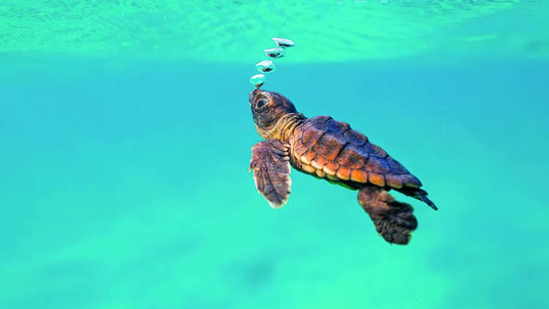 Nascite record in Calabria, il WWF sorveglia 50 nidi di Caretta caretta