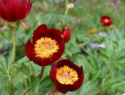 Magnifiche sfumature di rosso, la fioritura delle peonie sul Pollino