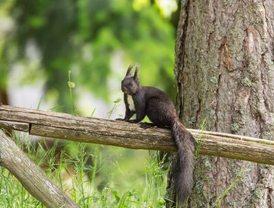 Parco della Sila, tecnologia avanzata per monitorare specie e habitat
