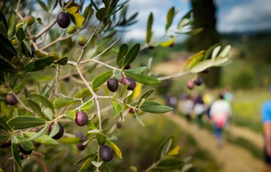 oliveti oleoturismo a ce6ce966 - Meraviglie di Calabria - 1
