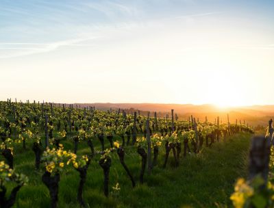 Qualità Cirò DOC, sommelier Luca Gardini incorona Cantina Campana