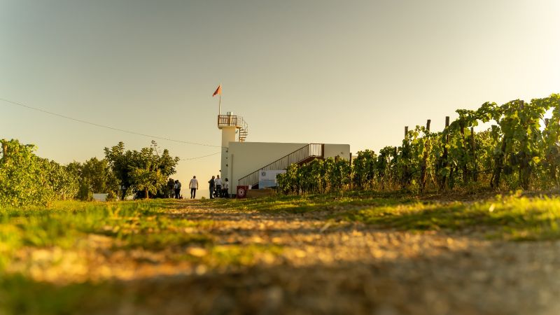 305559485 545066907422703 371393264783433659 n cfb44f7e - Racconti di calici e tradizione: viaggio nel cuore del vino delle Terre di Cosenza - 1 Racconti di calici e tradizione: viaggio nel cuore del vino delle Terre di Cosenza