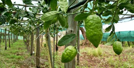 Slow Food Cedro ph Archivio Slow Food cffe9a7b - Meraviglie di Calabria - 32