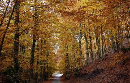 faggetavetustadel pollinellon cf9580a2 - Meraviglie di Calabria - 1